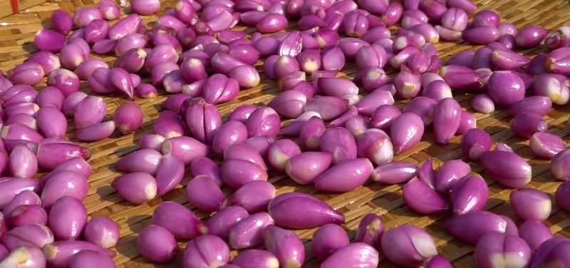 Phơi hành khô dưới nắng