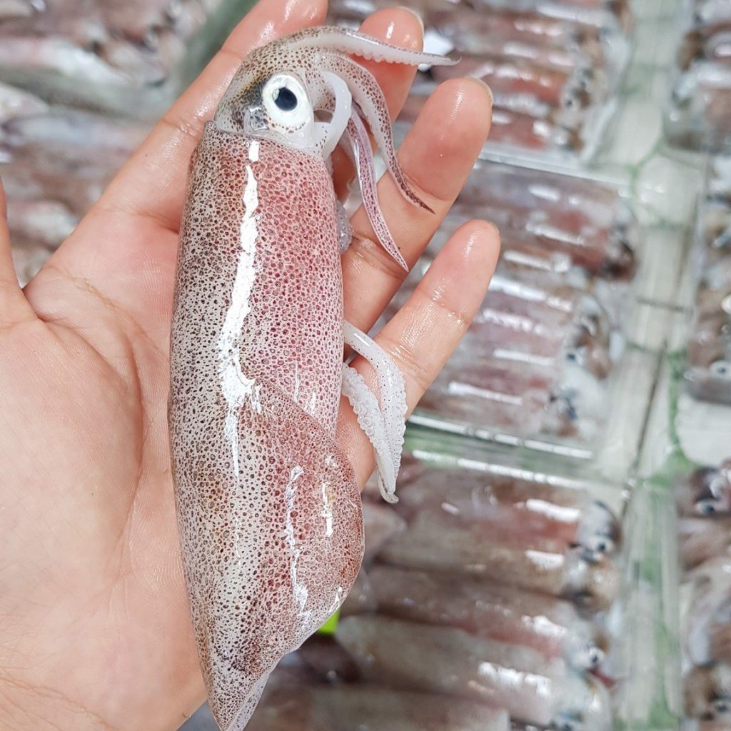 Lựa chọn những con mực trứng tươi ngon nhất
