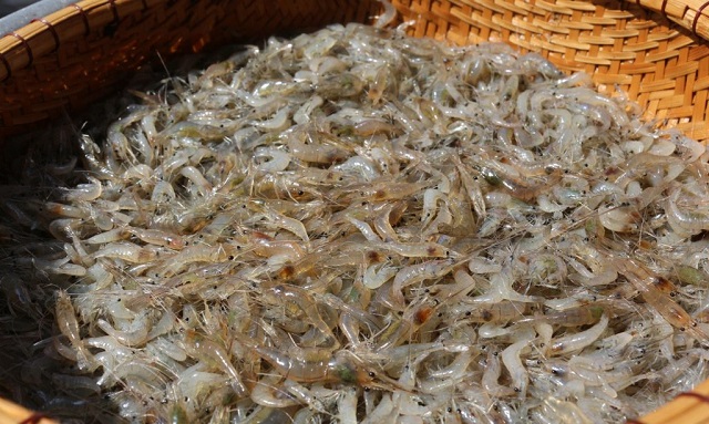 Tép sơ chế kỹ tạp chất, cắt bỏ râu rồi rửa sạch